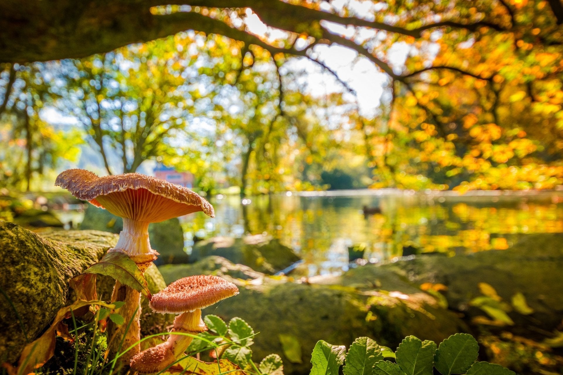 Mushrooms